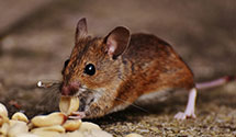 24 Hour & Emergency Exterminators in Public Safety Bldg, WA